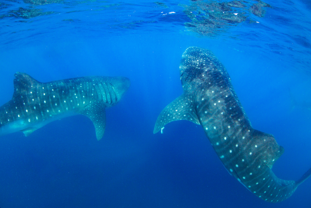 Whale Shark Tours - Everything You Expected and More